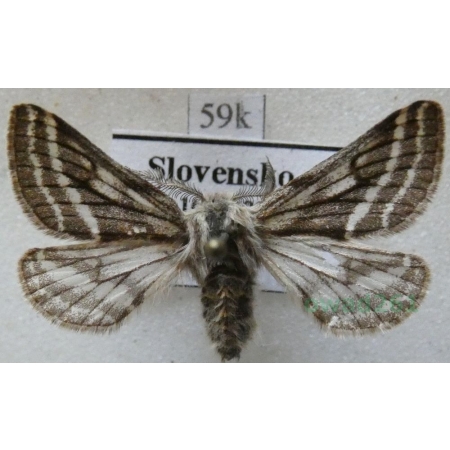 Lycia zonaria (Denis & Schiffermüller, 1775) male Włochacz pasiak Slovenia59k